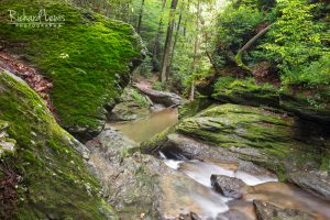 Tucquan Creek Forest Scene, Lancaster Pennsylvania