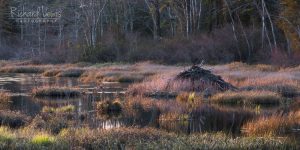 Beaver Lodge At Sunset New Jersey Pine Barrens
