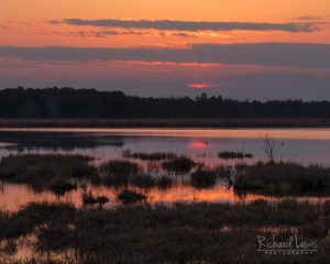 PInelands Afterglow by Richard Lewis 2018