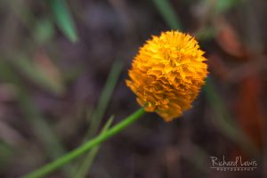 Lensbaby Orange Milkwort in the Pine Barrens
