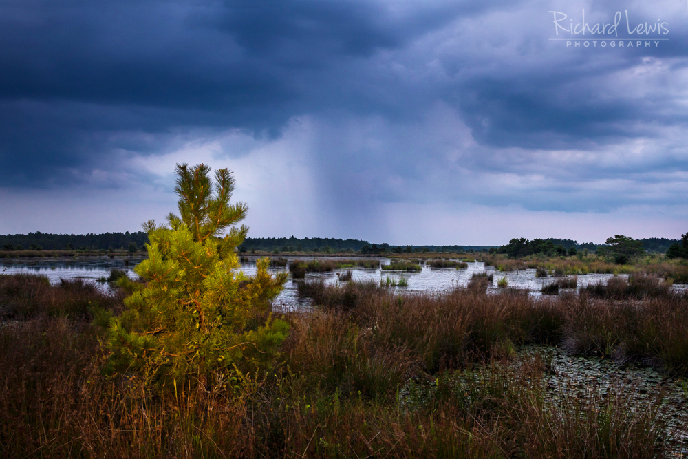Last Light In The Pinelands With Distant Rain