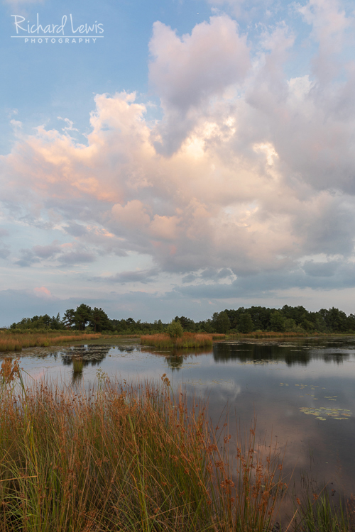 Late Afternoon in the New Jersey Pine Barrens