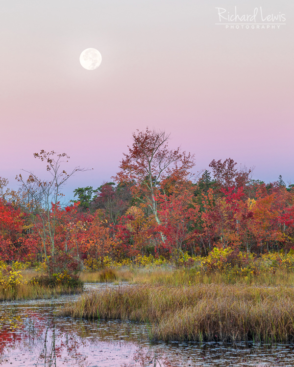 Colorful Pinelands Moonset