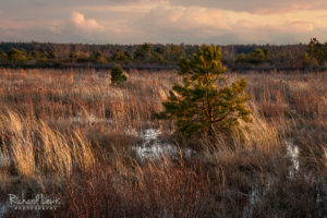 Last Light On A Stormy Evening In The Pine Barrens