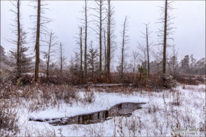 Snow Fall On The Mullica In The Pine Barrens