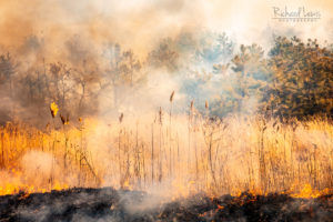 Fire In The Pine Barrens 2