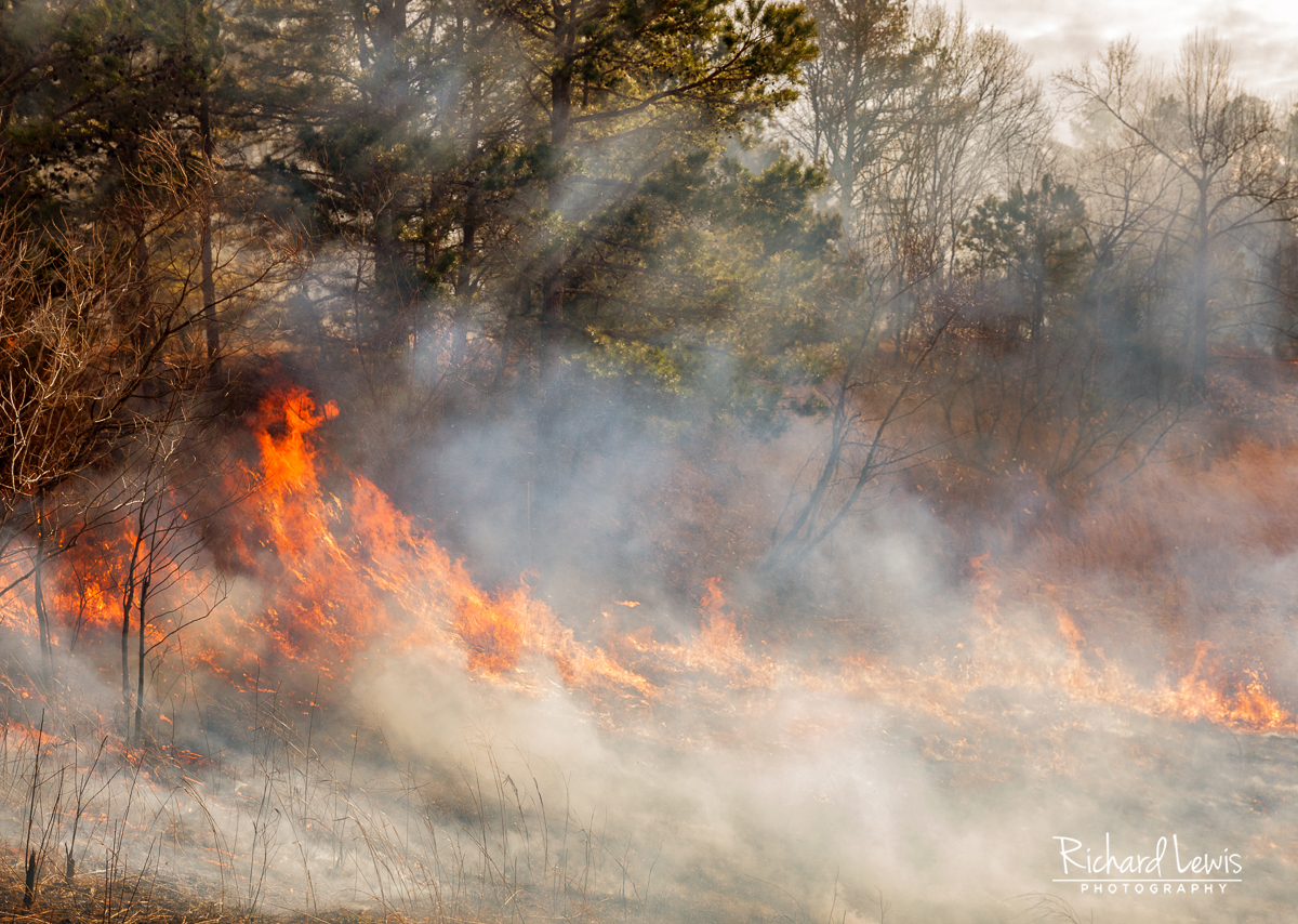 Pine Barrens Forest Fire