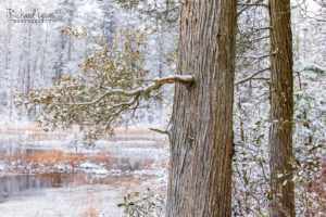 Pine Barrens Cedars In The Snow