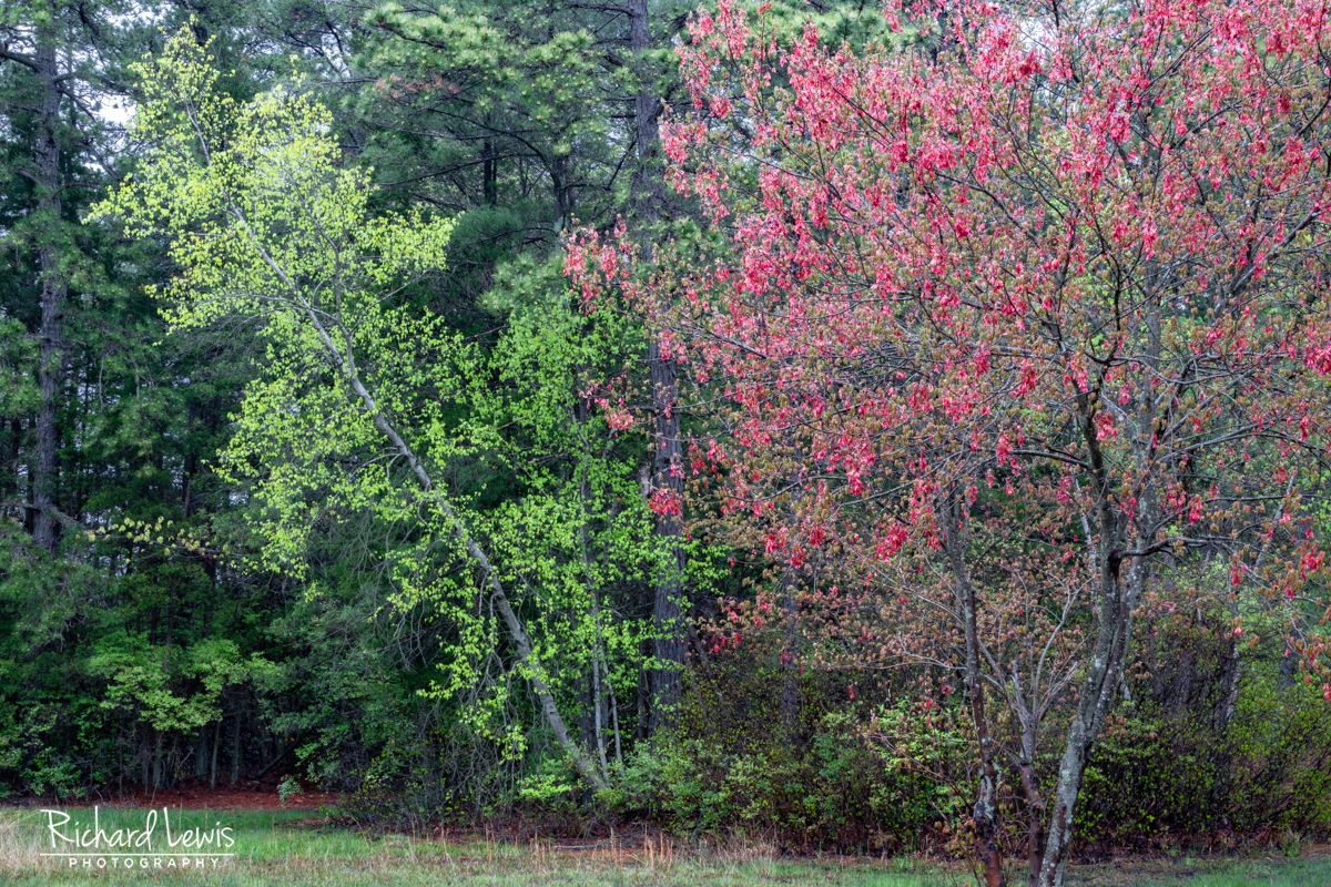 Intimate Spring Landscape Pine Barrens