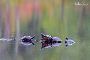 The Gathering Pine Barrens turtles