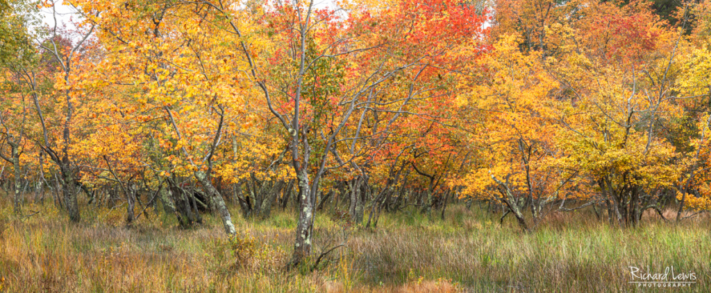 Fall In The Pine Barrens - Richard Lewis Photography