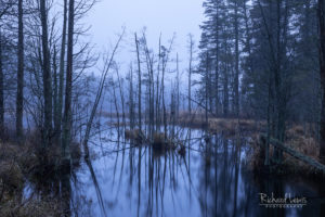 Twilight Fog