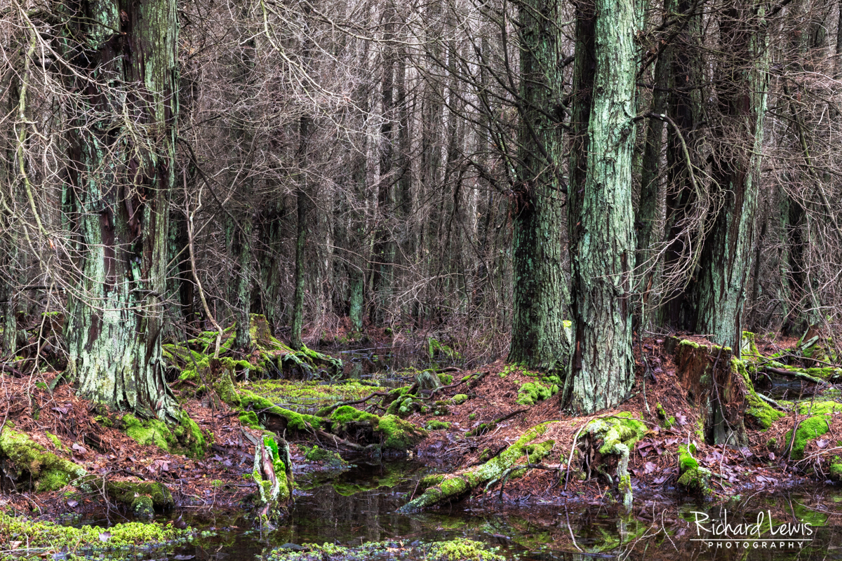 A Pine Barrens Cedar Swamp - Richard Lewis Photography