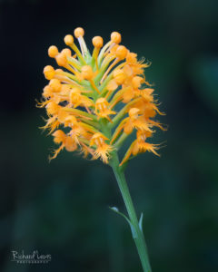 Yellow Crested Orchid