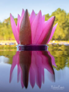 Floating Pink Crown