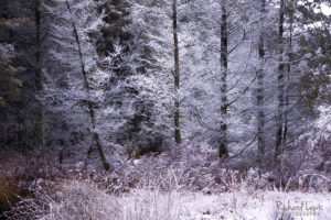Snow Glazed Cedars 1