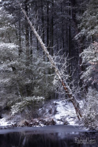 Winter Cedars