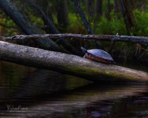 Turtle On A Log