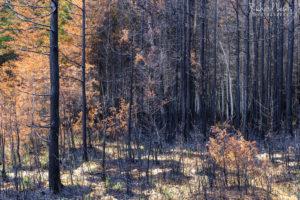 Burned Cedars 1 July 2022