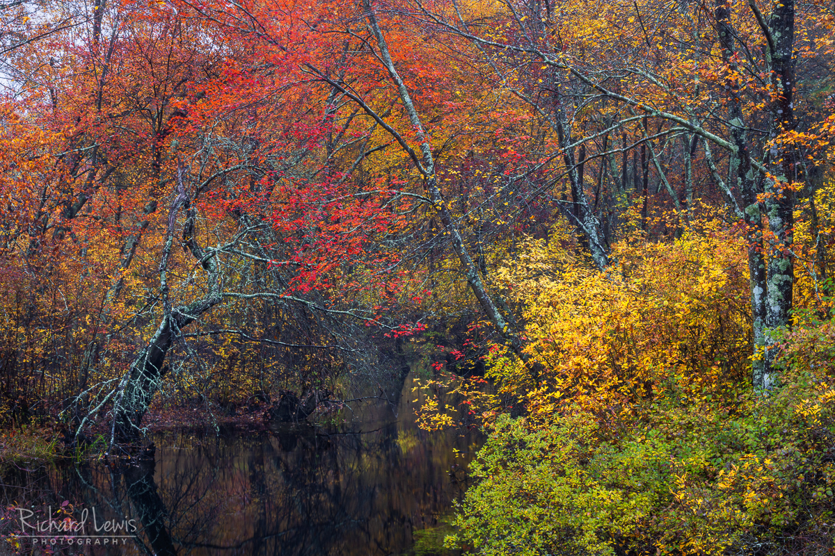 Fall Colored Creek