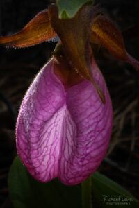 Glowing Lady Slipper Orchid