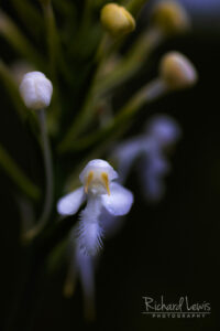 Intimate White Fringed Orchid