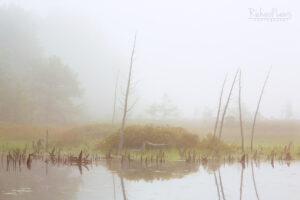 Misty Lakeside