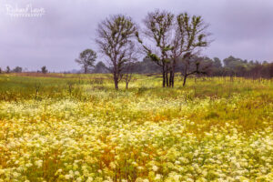 Forsythe Refuge Meadow