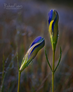 Morning Bow - Pine Barrens Gentian