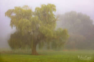 Painterly Fog