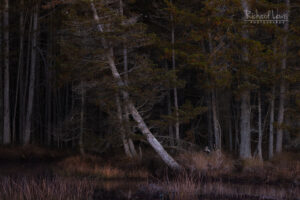 Moonlit Cedars