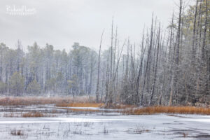 Pine Barrens