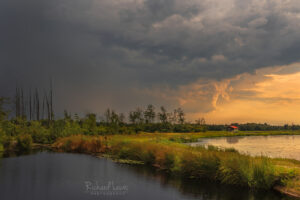 Pine Barrens, Whitesbog