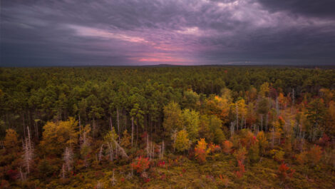 Pine Barrens